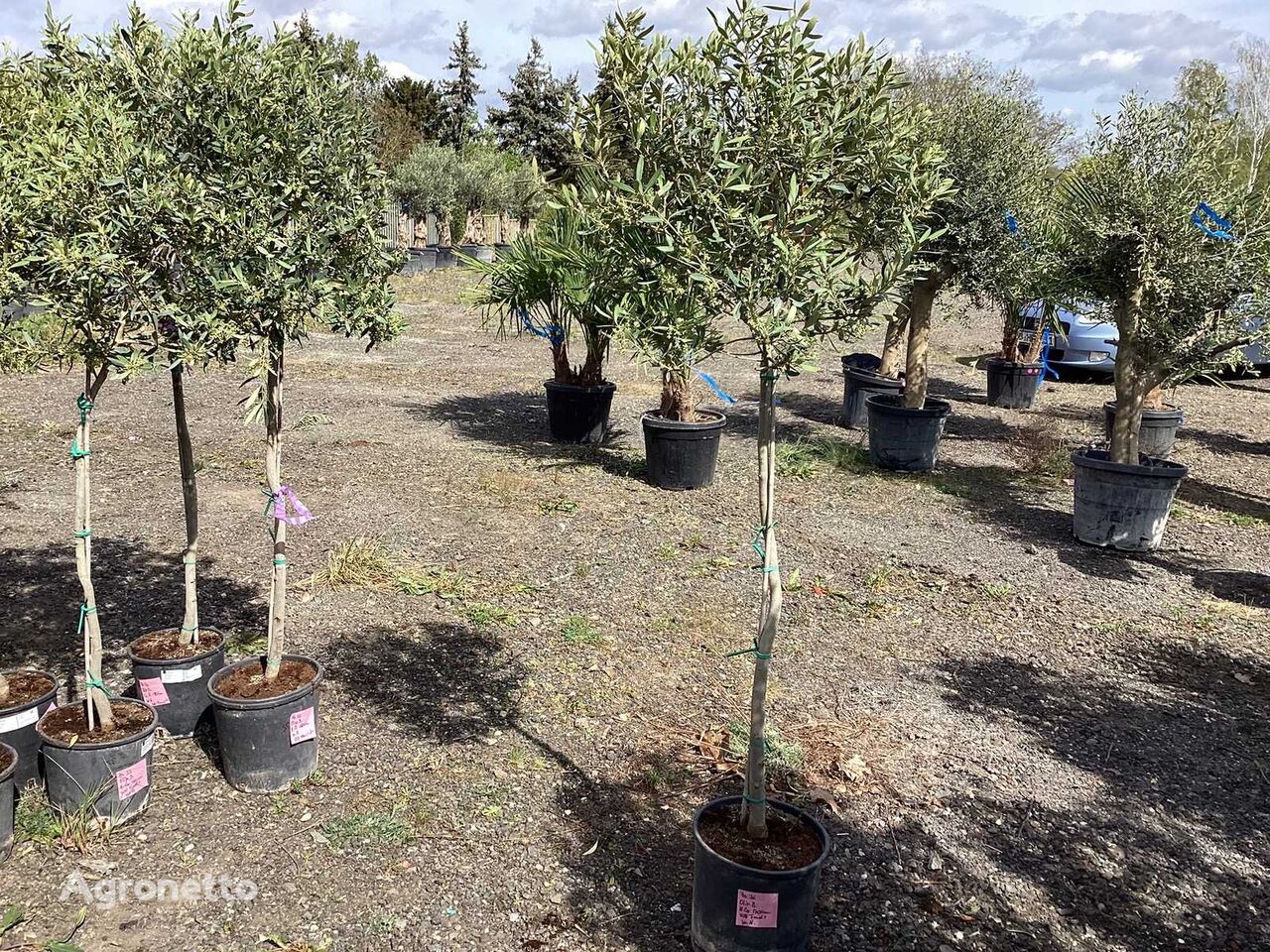 саженец плодового дерева Olivenbaum (Winterhart, Fruchttragend)