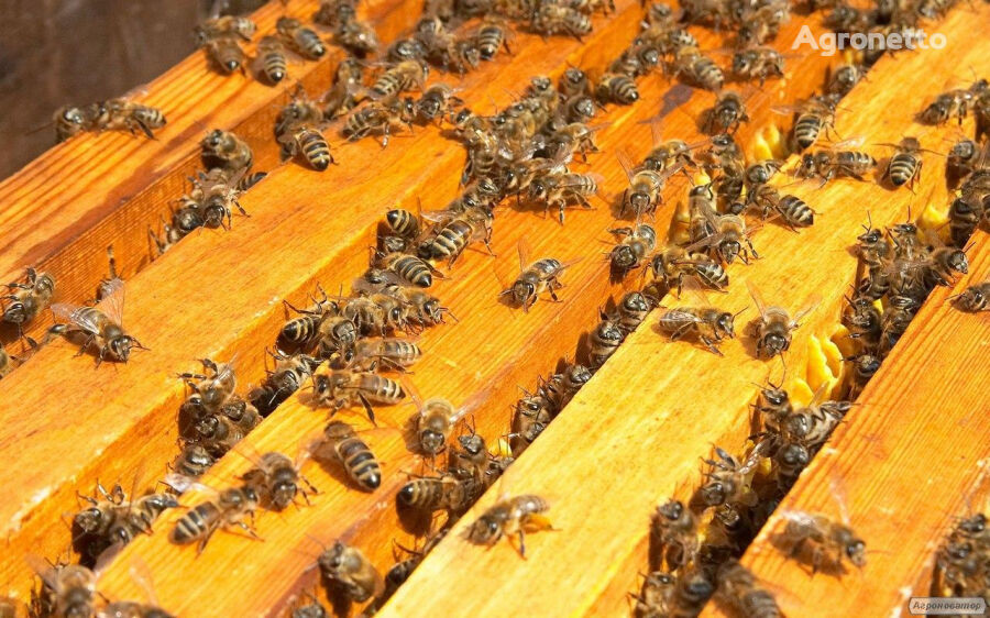 Пчелопакеты Карпатской породы высокого качества в 2021 году
